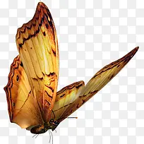 高清摄影手绘飞舞的蝴蝶-空若网 高清摄影手绘飞舞的蝴蝶-空若网