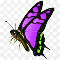 紫色手绘蝴蝶创意-空若网 紫色手绘蝴蝶创意-空若网