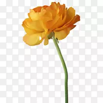 花卉植物插图-莲花-空若网 花卉植物插图-莲花-空若网