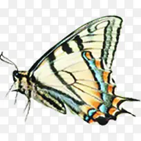 可爱手绘蝴蝶创意-空若网 可爱手绘蝴蝶创意-空若网