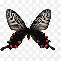 美丽手绘昆虫蝴蝶-空若网 美丽手绘昆虫蝴蝶-空若网