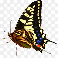 蝴蝶美景创意手绘-空若网 蝴蝶美景创意手绘-空若网