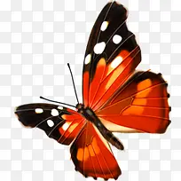 红色手绘可爱蝴蝶-空若网 红色手绘可爱蝴蝶-空若网