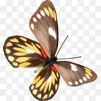 黄色可爱手绘蝴蝶-空若网 黄色可爱手绘蝴蝶-空若网