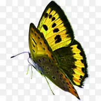 黄色创意蝴蝶手绘-空若网 黄色创意蝴蝶手绘-空若网