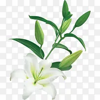 ��ɫʱ�д���ֲ�ﻨ��-������