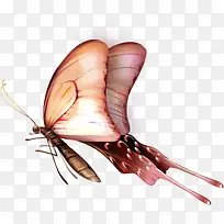 手绘蝴蝶时尚展板-空若网 手绘蝴蝶时尚展板-空若网