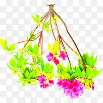 春天清新花朵树枝-空若网 春天清新花朵树枝-空若网