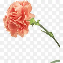 春天时尚清新花朵美景-空若网 春天时尚清新花朵美景-空若网