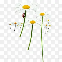 春天清新花朵昆虫-空若网 春天清新花朵昆虫-空若网