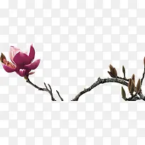 高清粉色花朵树枝装饰-空若网 高清粉色花朵树枝装饰-空若网