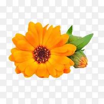 橙色小雏菊插画风格-空若网 橙色小雏菊插画风格-空若网