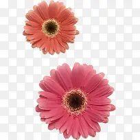 小雏菊感恩节促销海报-空若网 小雏菊感恩节促销海报-空若网