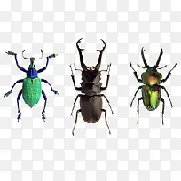 野外昆虫组图-空若网 野外昆虫组图-空若网