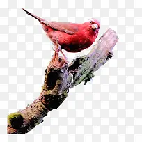 趴在树枝上的朱雀-空若网 趴在树枝上的朱雀-空若网