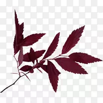 ����ާ��ֲ��-������