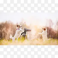 狗狗摄影创意欢乐-空若网 狗狗摄影创意欢乐-空若网