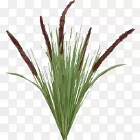 Âé·çÊ÷β²Ý-β-¿ÕÈôÍø Âé·çÊ÷β²Ý-β-¿ÕÈôÍø