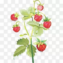 �����ݮ-������