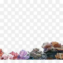 ��ɫɺ��-������