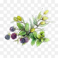 水彩桑葚-空若网 水彩桑葚-空若网