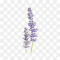 薰衣草-空若网 薰衣草-空若网