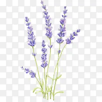 薰衣草-空若网 薰衣草-空若网