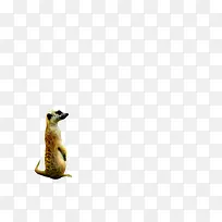 森林动物 小动物 鼠类-空若网 森林动物 小动物 鼠类-空若网