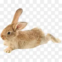 可爱小兔-空若网 可爱小兔-空若网