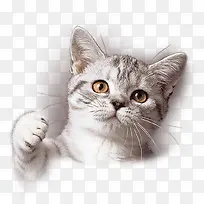 可爱小猫-空若网 可爱小猫-空若网