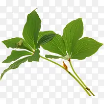 手绘摄影高清绿色植物树叶-空若网 手绘摄影高清绿色植物树叶-空若网