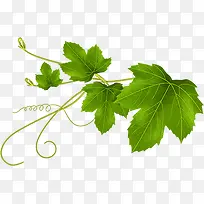 手绘绿色树叶食物海报-空若网 手绘绿色树叶食物海报-空若网