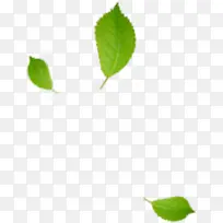 ��ɫ��Ҷ�Ա�����-������