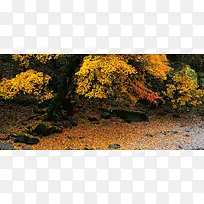 ��Ҷ��Ӱ����-������