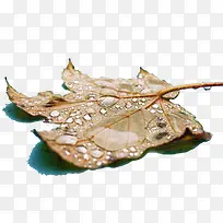 梧桐叶子素材-空若网 梧桐叶子素材-空若网