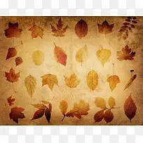 ��Ҷ���ű������-������