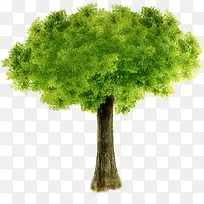 绿树春天背景素材-空若网 绿树春天背景素材-空若网