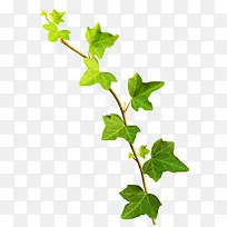 树叶-空若网 树叶-空若网