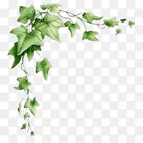 Ҷ�ӱ߿�-������