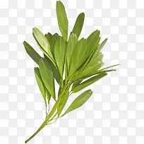 绿草-空若网 绿草-空若网