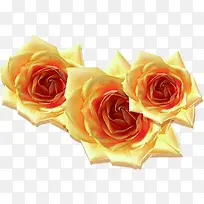 高清摄影白色的玫瑰花元素-空若网 高清摄影白色的玫瑰花元素-空若网