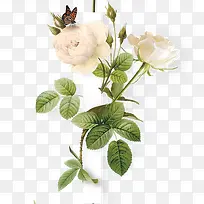 �����ɫõ�廨����-������