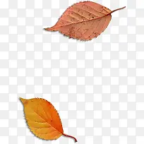 高清创意摄影红色枫树树叶-空若网 高清创意摄影红色枫树树叶-空若网