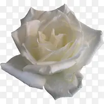 白色盛开玫瑰-空若网 白色盛开玫瑰-空若网