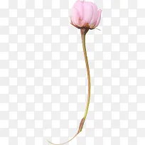 白色玫瑰花-空若网 白色玫瑰花-空若网