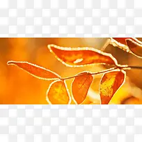 红色树叶背景-空若网 红色树叶背景-空若网