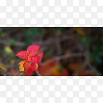 ��ɫ��Ҷ��Ӱ-������