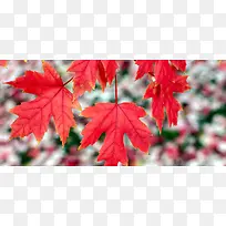 ��ɫ��Ҷ��Ӱ-������