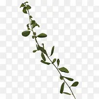 红色树叶树枝彩绘-空若网 红色树叶树枝彩绘-空若网