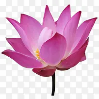 古风免抠素材免抠素材 荷花-空若网 古风免抠素材免抠素材 荷花-空若网